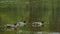 Three male ducks swimming in water.