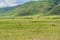 Three male Lion lies on grass at Ngorongoro Conservation Centre crater, Tanzania. African wildlife