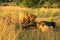 Three male lions feed on buffalo carcass