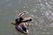 Three male mallard ducks together trying to mate with a female mallard who is under the water