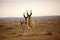 Three male Pronghorn Antelopes