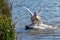 Three male white Pekin Ducks trying to mate with a single female