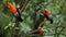 Three males of Andean Cock-of-the-rock Rupicola peruvianus dyplaing on branch and waiting for females