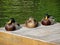 Three Mallard (Anas platyrhynchos) Sitting Ducks