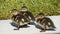 Three mallard ducklings in urban setting