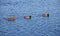 Three mallard ducks in blue wavy water