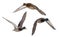 Three mallard ducks flight on white background