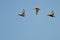 Three Mallard Ducks Flying in a Blue Sky