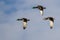 Three Mallard Ducks Flying in a Blue Sky