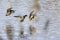 Three mallard ducks landing on lake surface