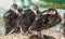 Three mallard ducks resting on the lakeside, birds scene