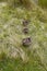 Three Mallard ducks in vertical line in long grass