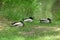 Three Mallards Dozing beside a Lake in Summer