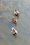 Three mallards swimming in a row