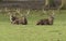 Three Manchurian Sika Deer Stags, Cervus nippon mantchuricus, lying down resting in a meadow.