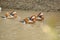 Three Mandarin Ducks, males are swimming in water.