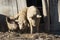 Three Mangalica a Hungarian breed of domestic pigs