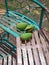 Three Mangoes On a Garden Chair, Tangerang City