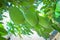 Three Mangoes On Tree With Green Leaves & Branches