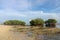 Three mangrove bushes in shallow water of Indian ocean at low tide time. Puddle of sea water on sandy ground. Exposed tangles.