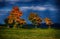 Three maple trees with colored leafs in a meadow at autumn/fall daylight.