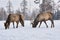 Three maral deers graze in a clearing in the winter in the forest