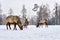 Three maral deers graze in a clearing in the winter in the forest
