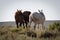 Three mares with their butts to the camera