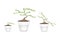 Three Masam Bonsai in Ceramic Flower Pots