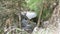 Three Massive Boulders in Forest