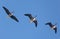 Three mature greater white-fronted geese Anser albifrons  fly above in morning blue sky