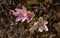 Three Mediterranean meadow saffron flowers, Colchicum cupanii