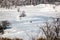 Three medium-sized dogs run far away in a field on a snow cover among winter trees and vegetation without brown leaves.