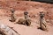 Three meerkats in a line and a little one