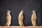 Three Meerkats Looking At Each Other Against Blackboard