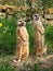 Three meerkats observing