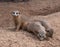 Three Meerkats on Sand