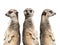 Three meerkats stand watch isolated on a white