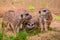 Three meerkats or suricats family on sand