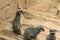 Three Meerkats together