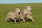 Three merino sheep running in formation