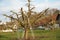 Three metal ladders leaned on a apple tree in winter for cutting of excessive branches