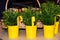 Three metallic yellow flower pots with green plants
