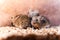 Three mice close-up in grain storage