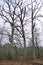 Three mighty oaks in the forest. Tall plants. Branches are covered with moss against a cloudy sky. Early spring.