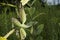 Three Milkweed pods