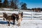 Three miniature donkeys - upstate New York