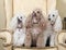 Three Miniature French Poodles on Chair