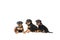 Three miniature pinscher puppies on white background