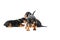 Three miniature pinscher puppies on white background